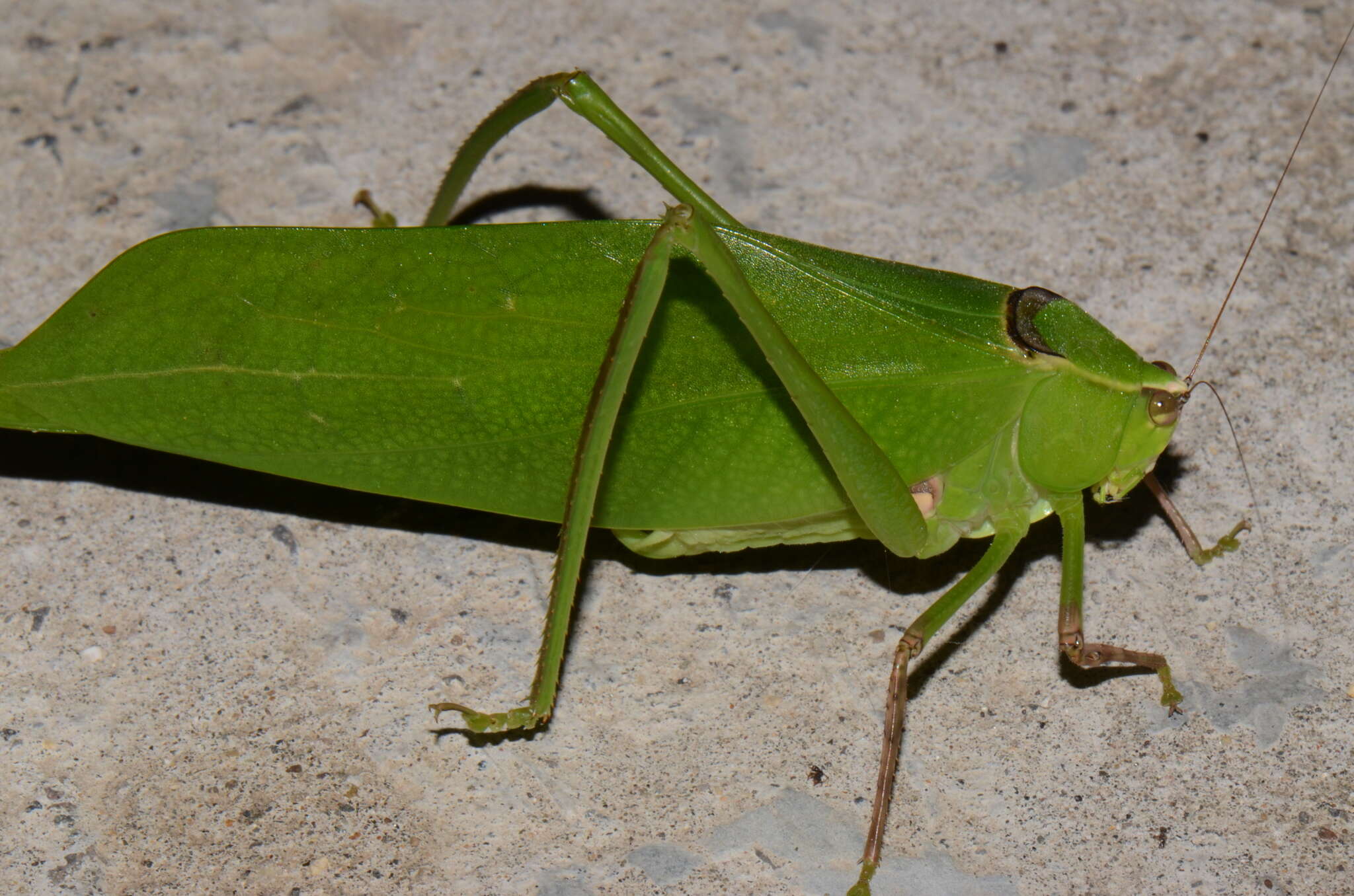 Слика од Stilpnochlora thoracica (Serville 1831)