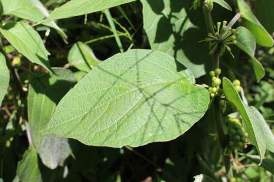 Image of Witheringia solanacea L'Hér.