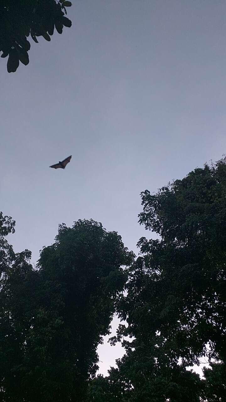 Image of Pemba Flying Fox