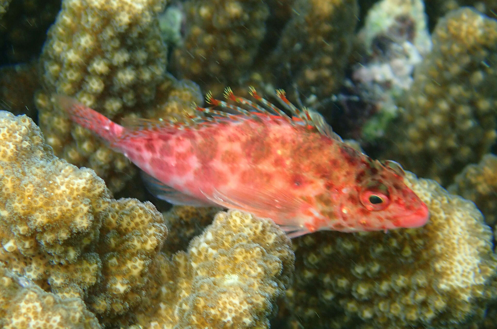 Image of Coral Hawkfish