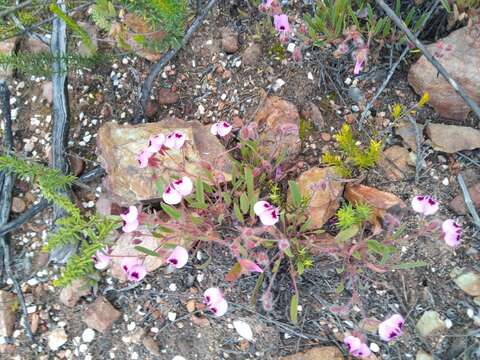 Image of Pelargonium ovale subsp. veronicifolium (Eckl. & Zeyh.) L. Hugo