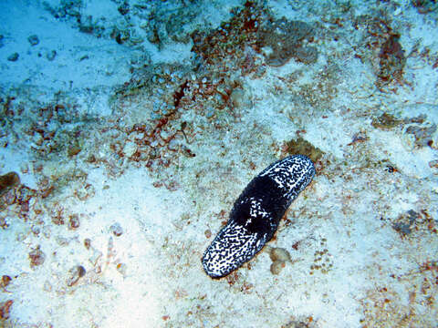 Image of Blue Sea Cucumber