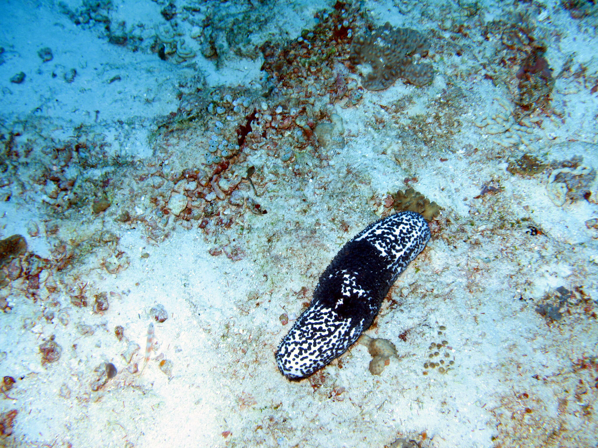 Image of Blue Sea Cucumber