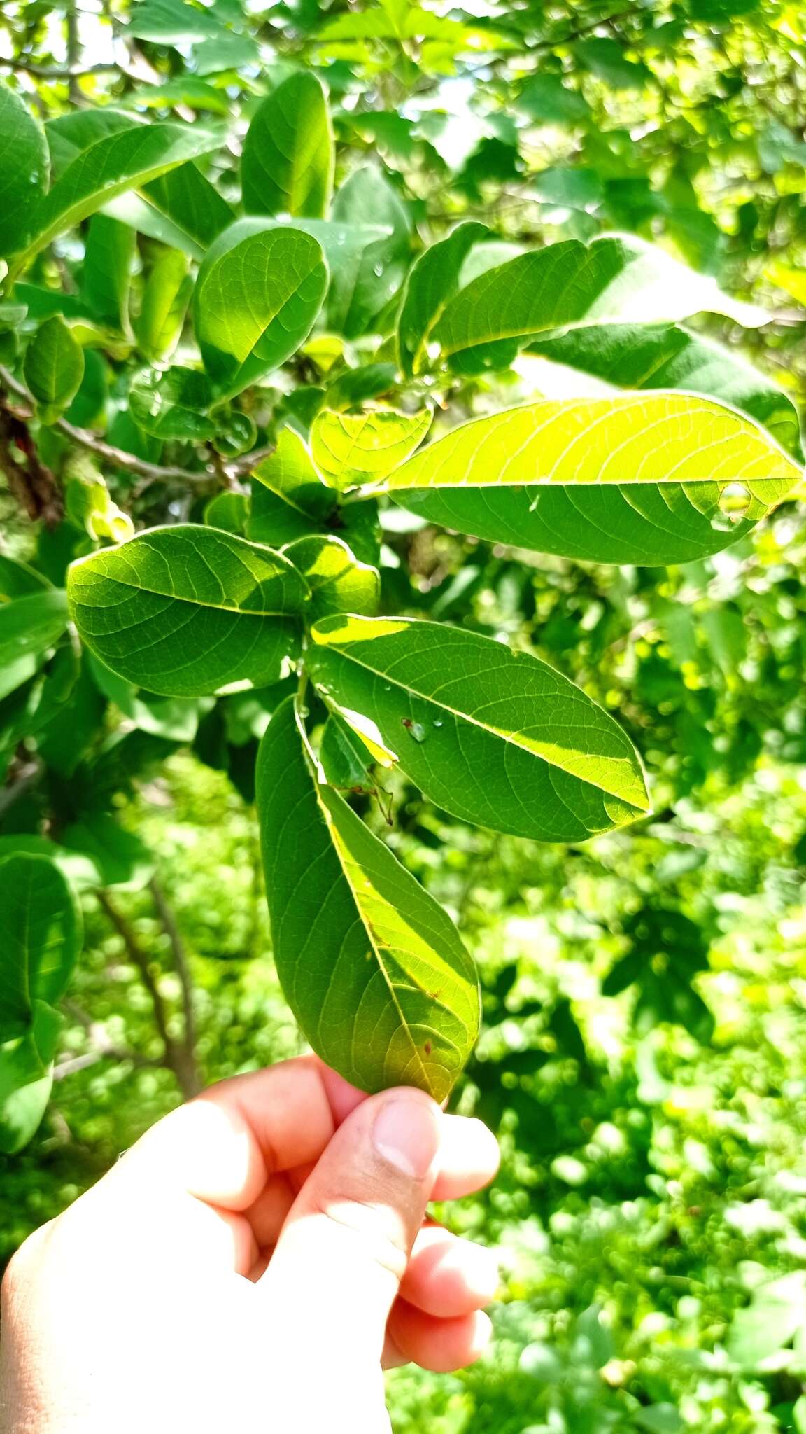 Sivun Annona macroprophyllata Donn. Sm. kuva