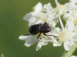 Image of Litophasia hyalipennis (Fallen 1815)