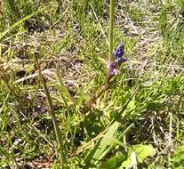 Image of Polygala amarella Crantz