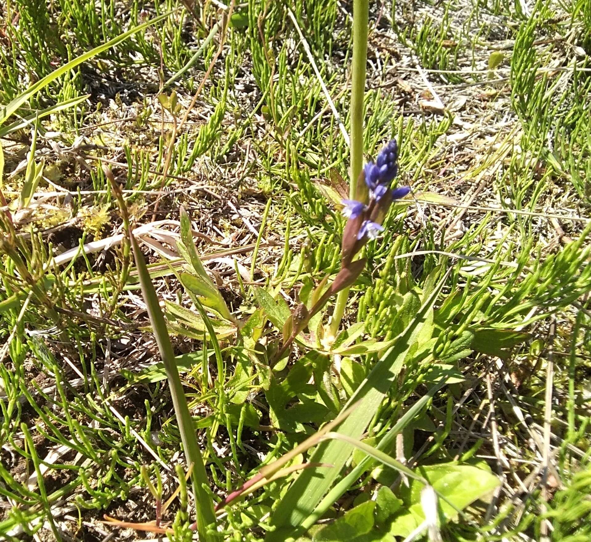 Image of Polygala amarella Crantz