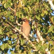 Image of Garrulus glandarius brandtii Eversmann 1842