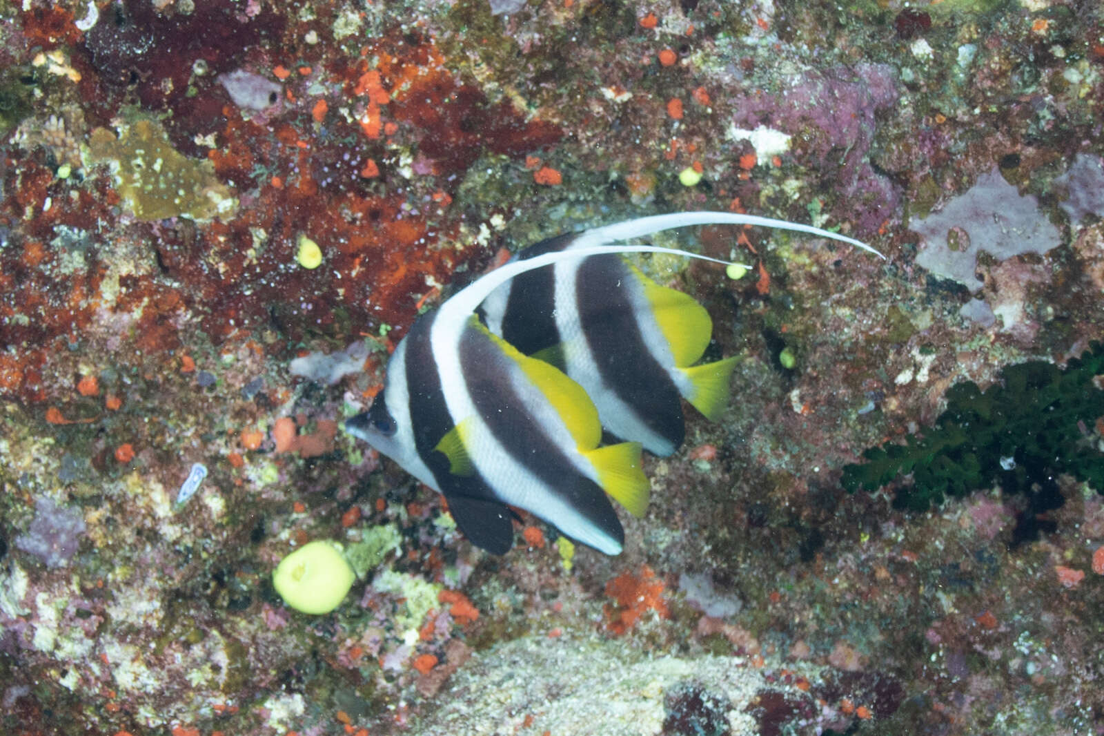 Image of Bannerfish