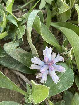 Image of Bellevalia desertorum Eig & Feinbrun