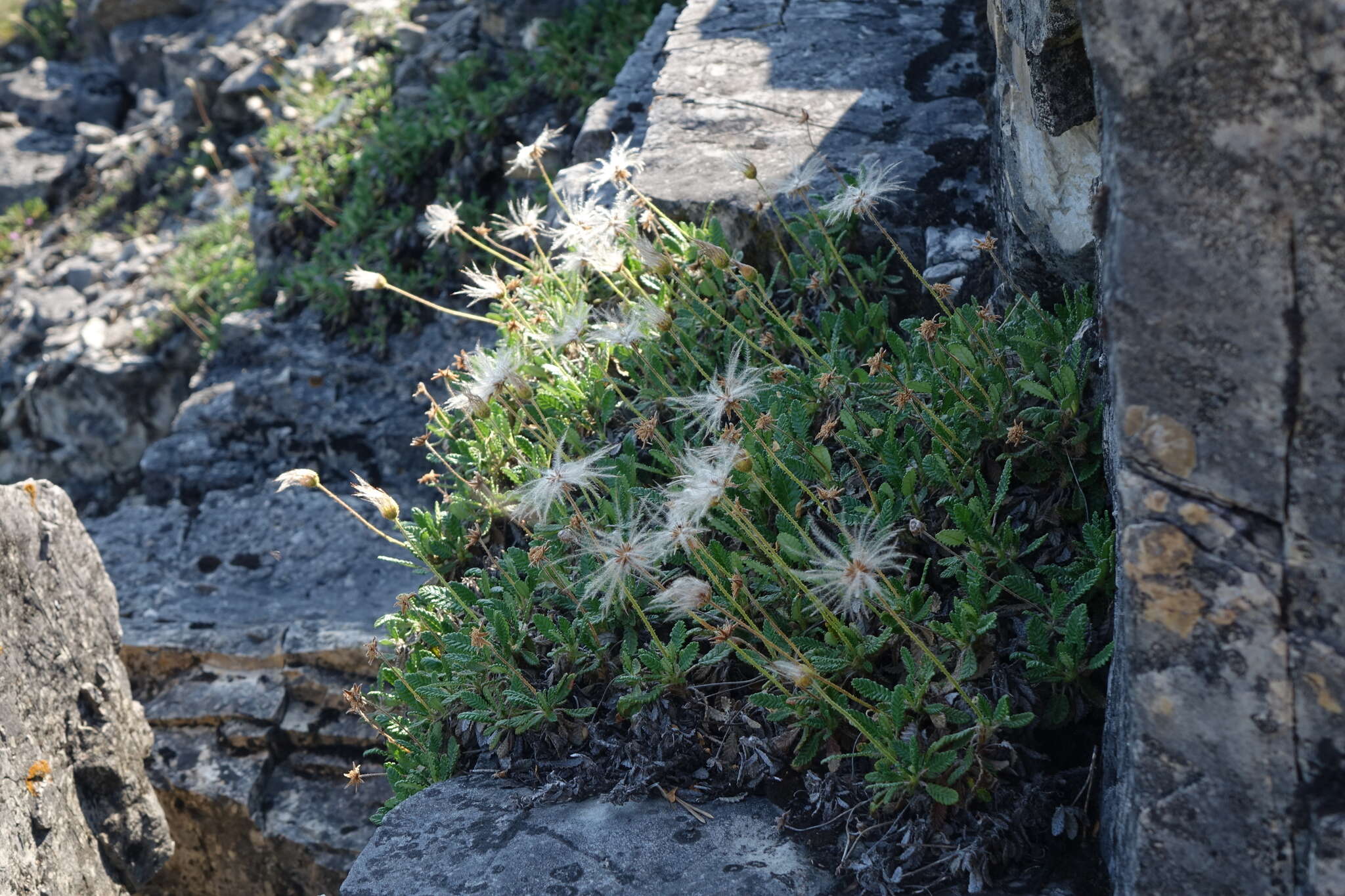 صورة Dryas octopetala subsp. viscosa (Juz.) Hult.