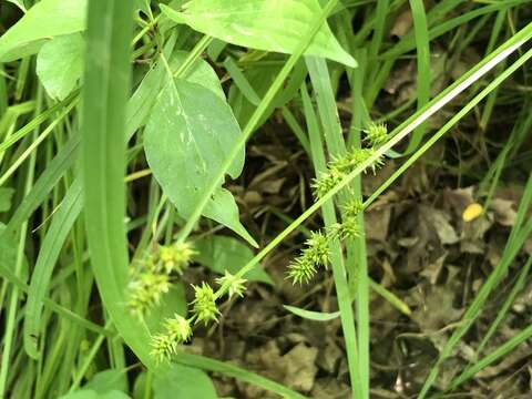 Слика од Carex cephaloidea (Dewey) Dewey ex Boott