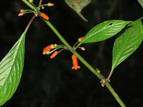 Image of Besleria solanoides Kunth