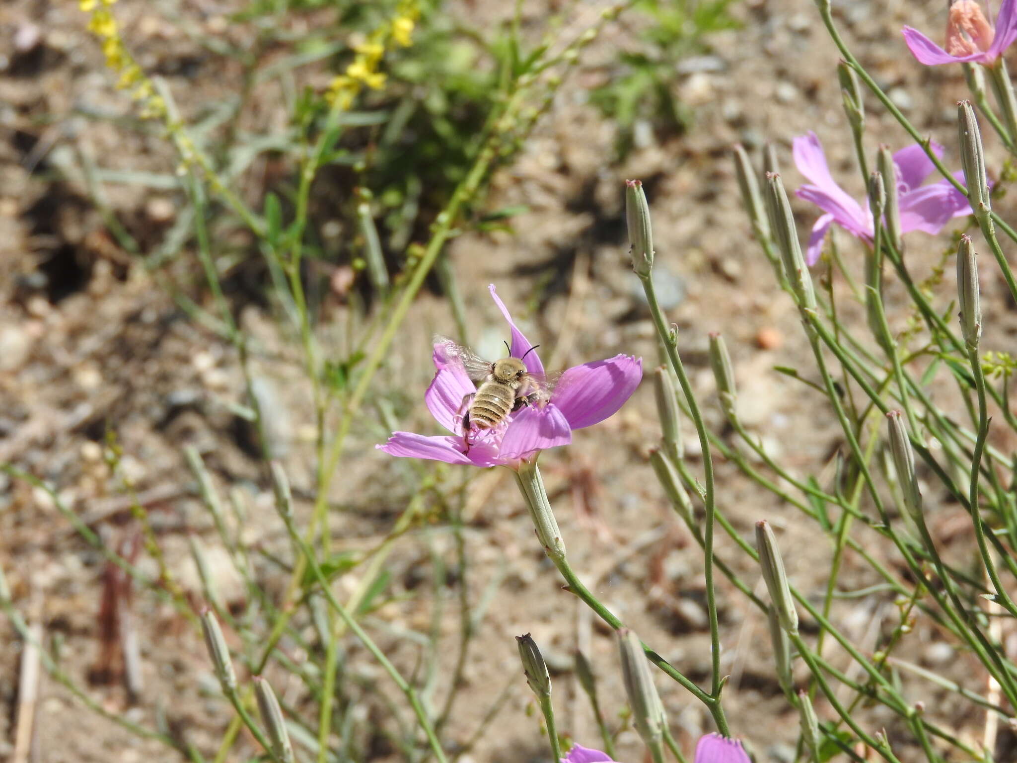 صورة Lygodesmia grandiflora (Nutt.) Torr. & A. Gray