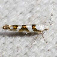 Image de Argyresthia calliphanes Meyrick 1913