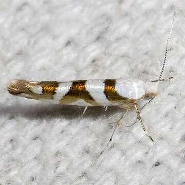 Image de Argyresthia calliphanes Meyrick 1913