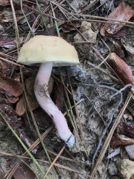 Image of Leccinum roseoscabrum Singer & R. Williams 1992