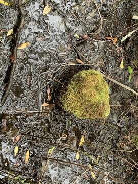 Image of isopterygium moss