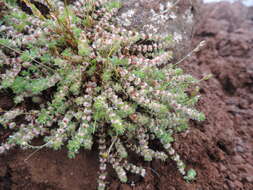 Image of coral necklace