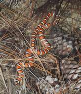 Image of California Mountain Kingsnake