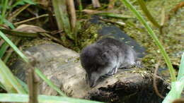 Image of American Water Shrew