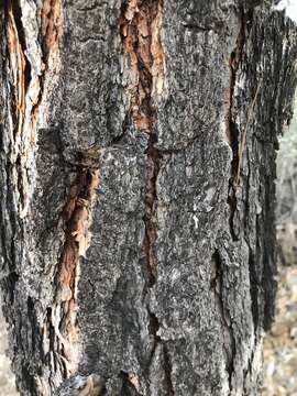 Image of Chihuahua Pine