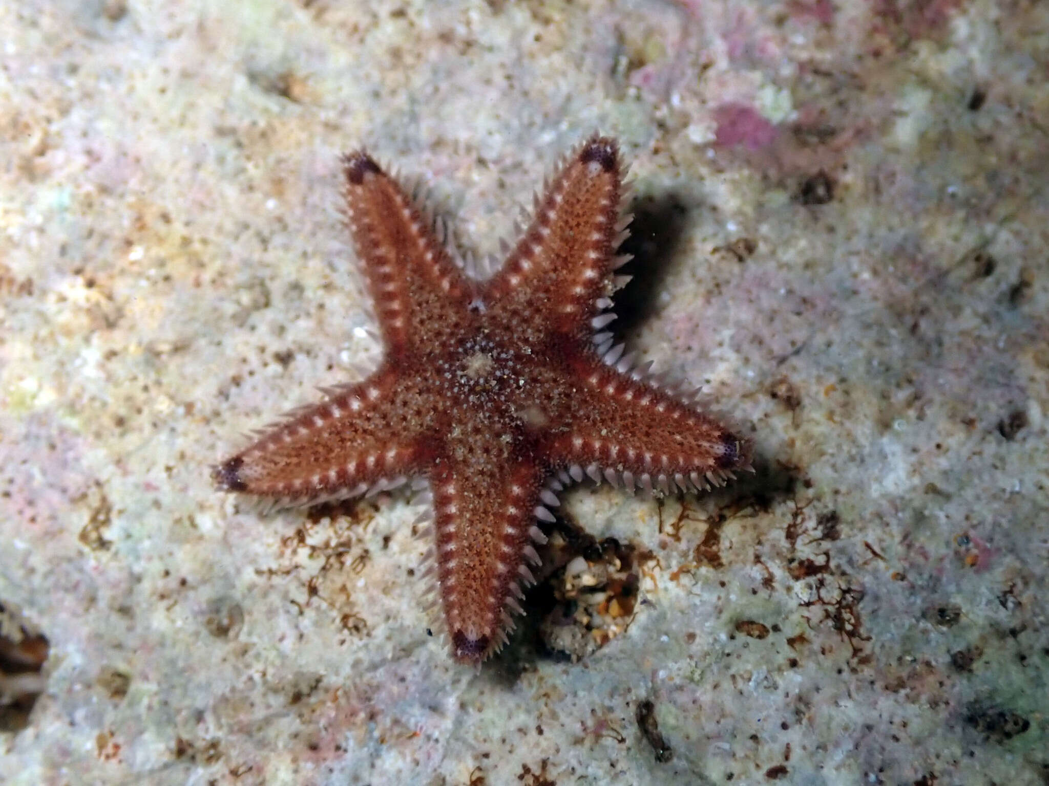 Image of Astropecten spinulosus (Philippi 1837)