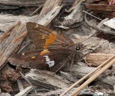 Plancia ëd Epargyreus clarus californicus MacNeill 1975