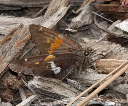 Imagem de Epargyreus clarus californicus MacNeill 1975