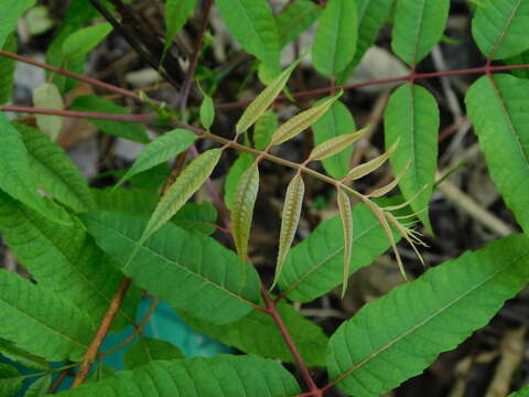 Image of Toona sureni (Bl.) Merr.