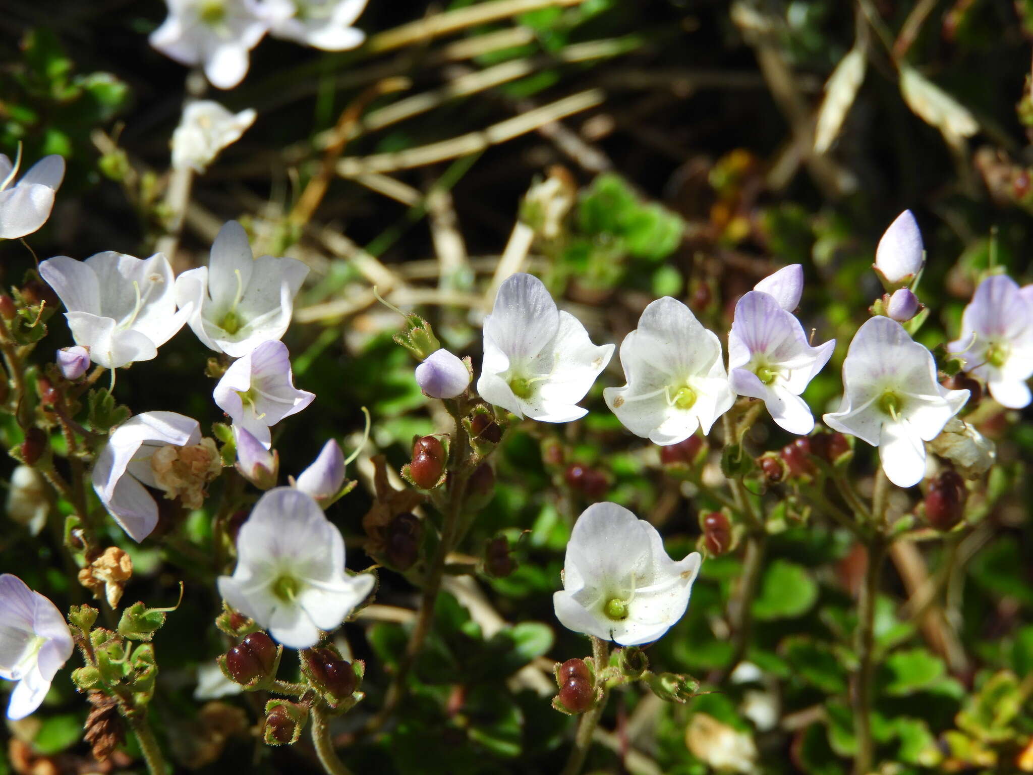 صورة Veronica hookeriana Walp.