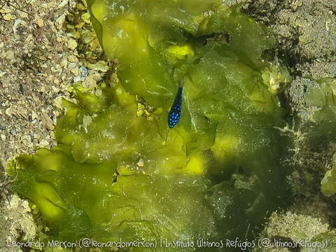 Image of Brazilian Damsel