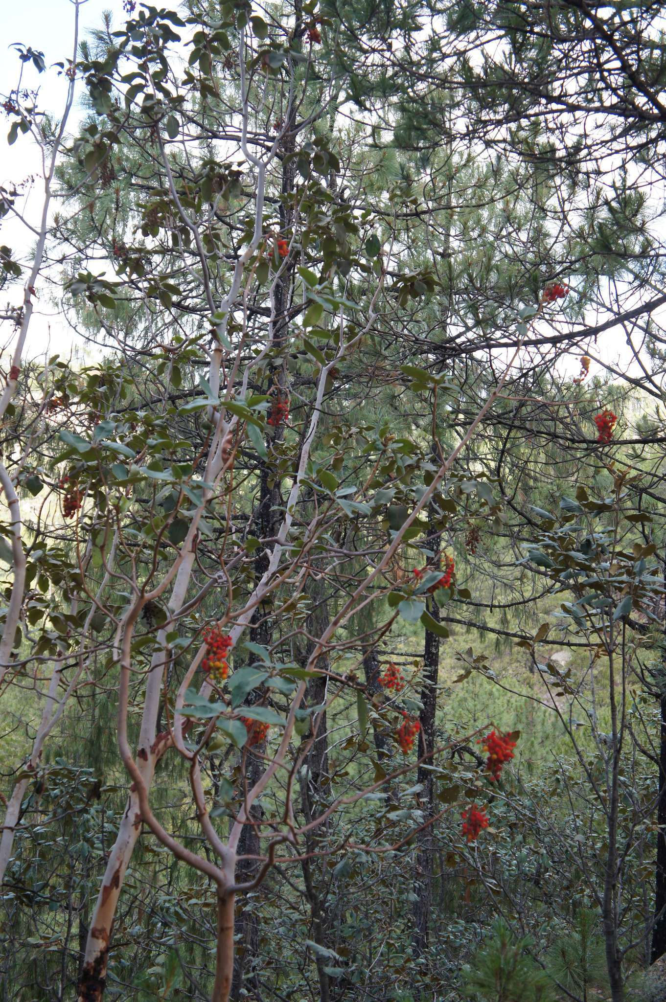 Arbutus xalapensis Kunth resmi