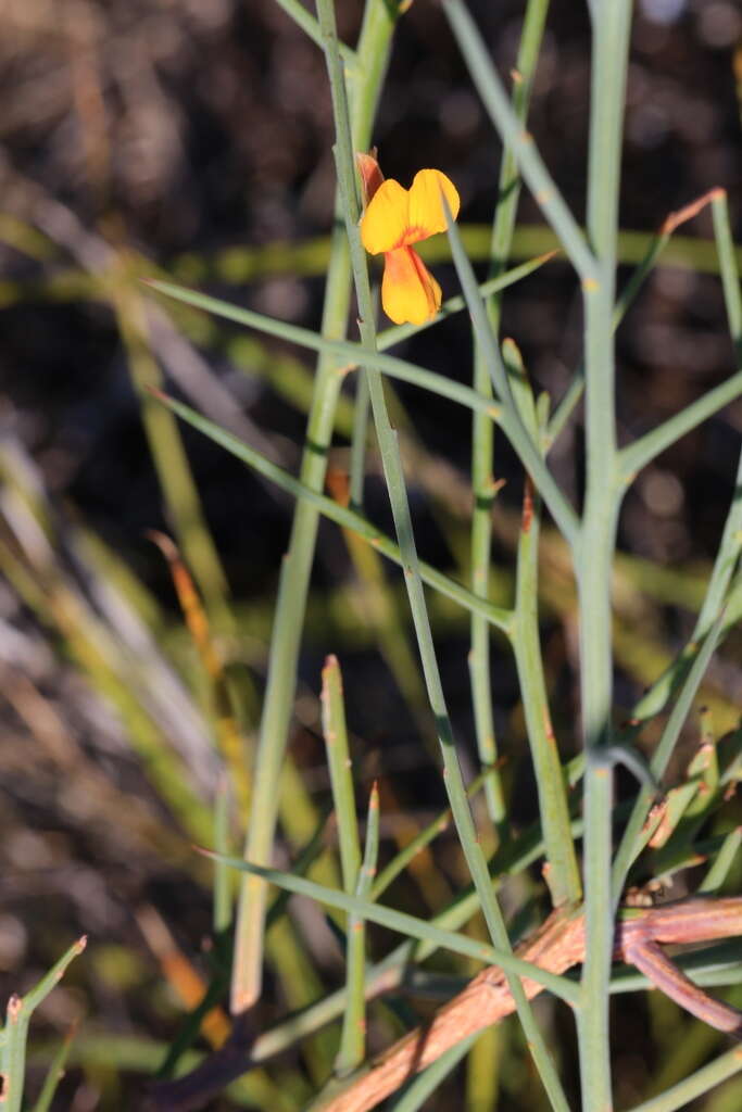 Image of Jacksonia sternbergiana Benth.