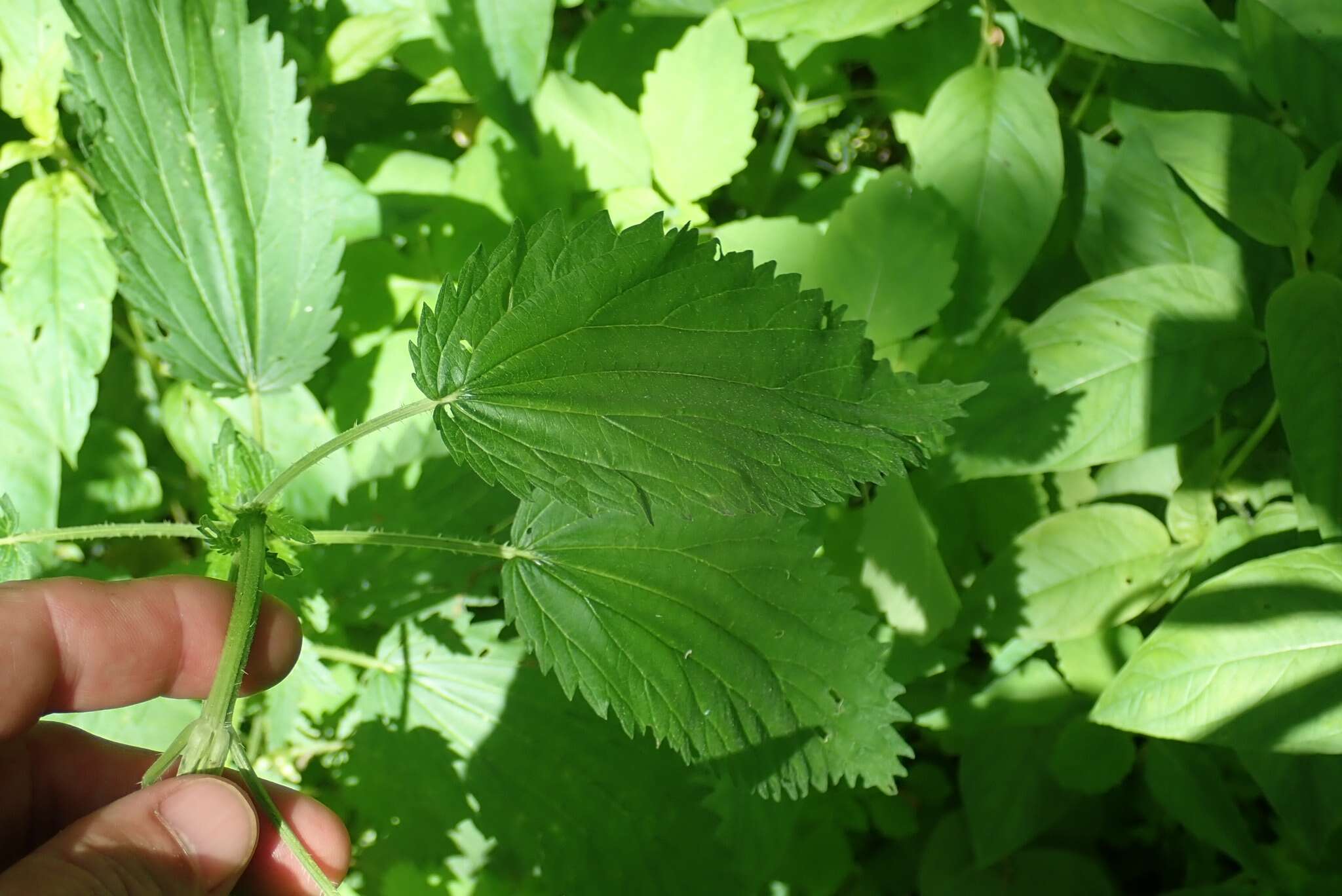 Urtica gracilis subsp. gracilis resmi