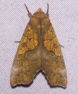 Image of Yellow Scallop Moth