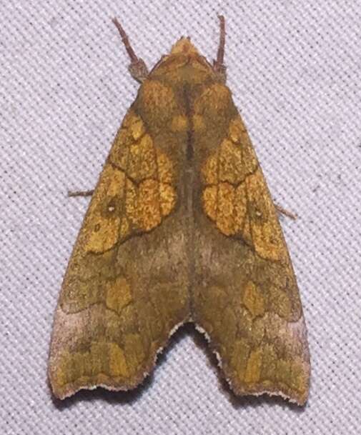 Image of Yellow Scallop Moth