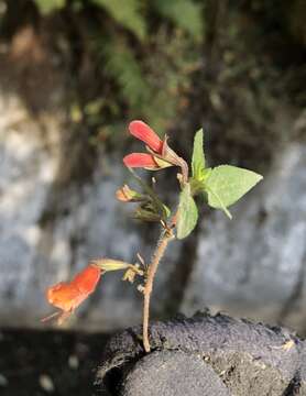 Image of Clinopodium macrostemum (Moc. & Sessé ex Benth.) Kuntze