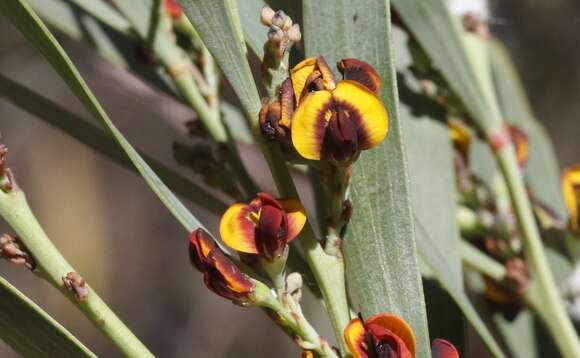 Imagem de Daviesia mimosoides R. Br.