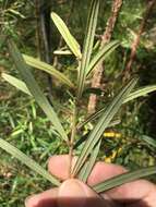 Image of Hovea clavata I. Thomps.