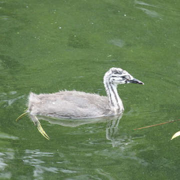 Image of Podiceps cristatus cristatus (Linnaeus 1758)