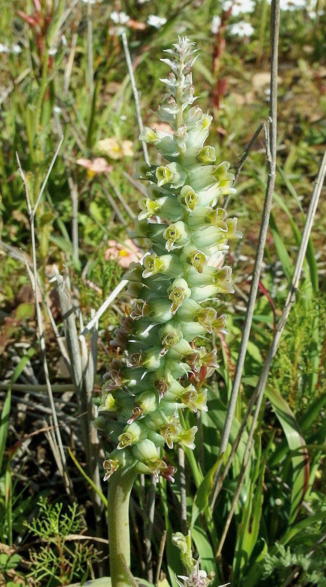 Image of Lachenalia longibracteata E. Phillips