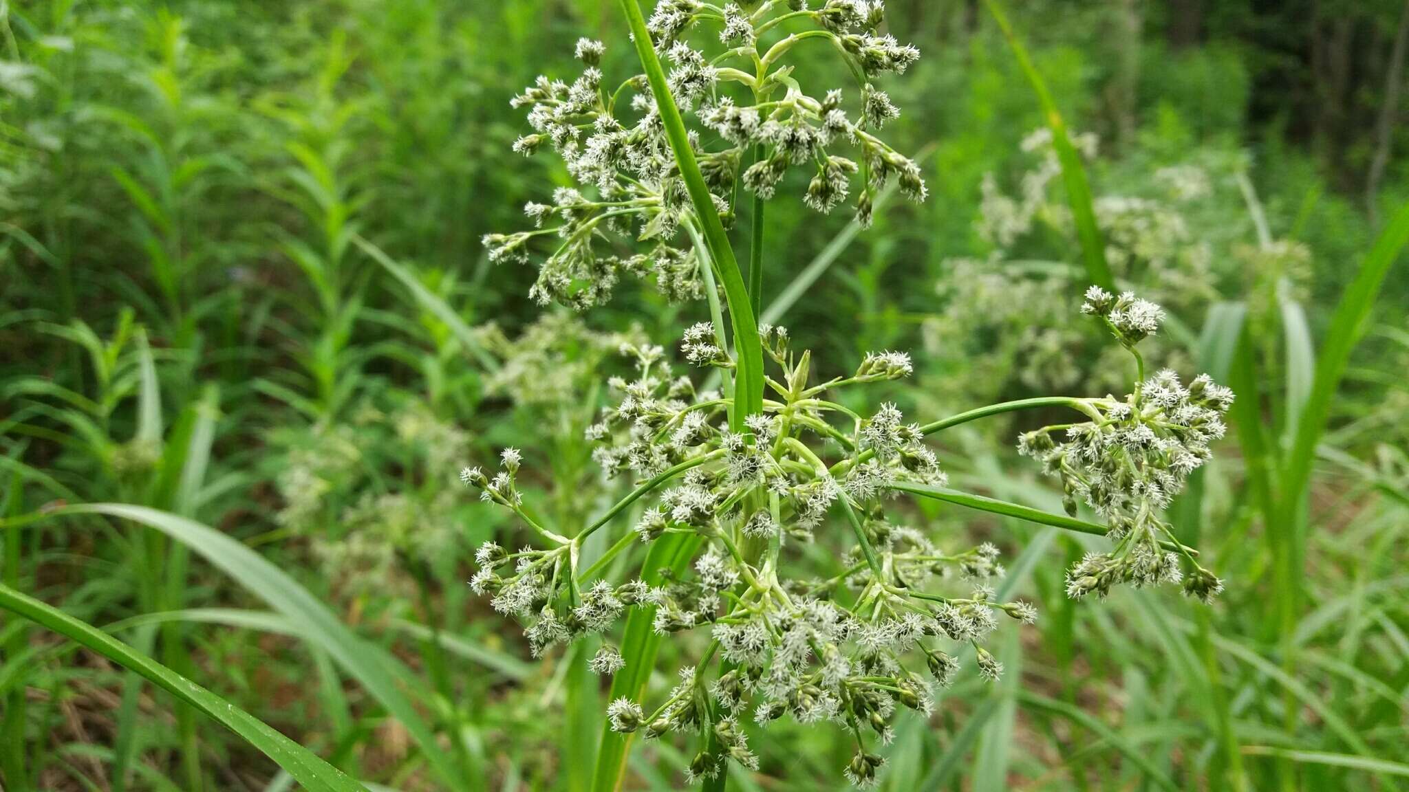 Слика од Scirpus sylvaticus L.