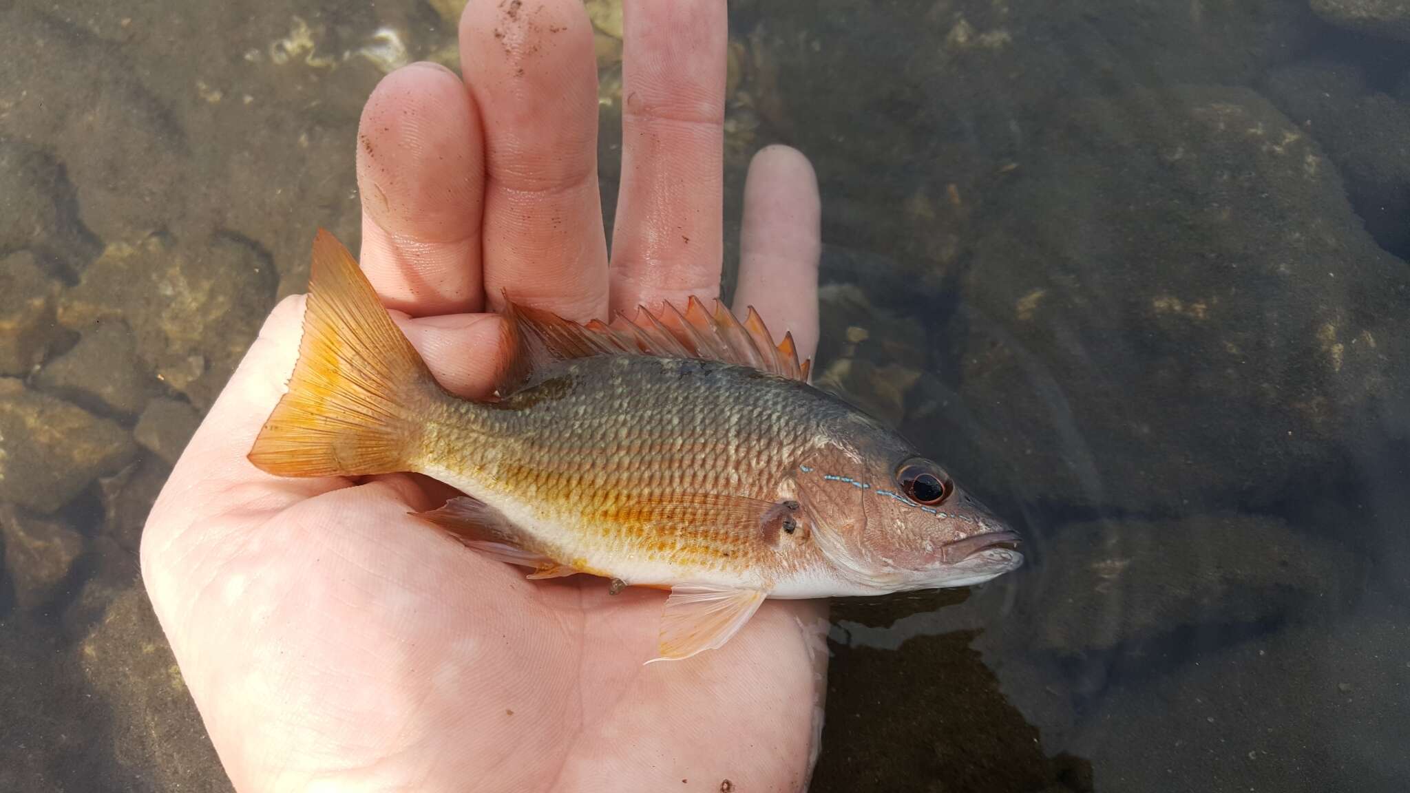 Image of Amarillo snapper