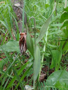 Image of Fritillaria tubaeformis Gren. & Godr.