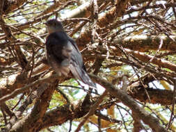 Image of Red-chested Cuckoo