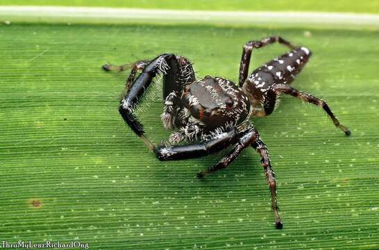 Image of Bavia sexpunctata (Doleschall 1859)