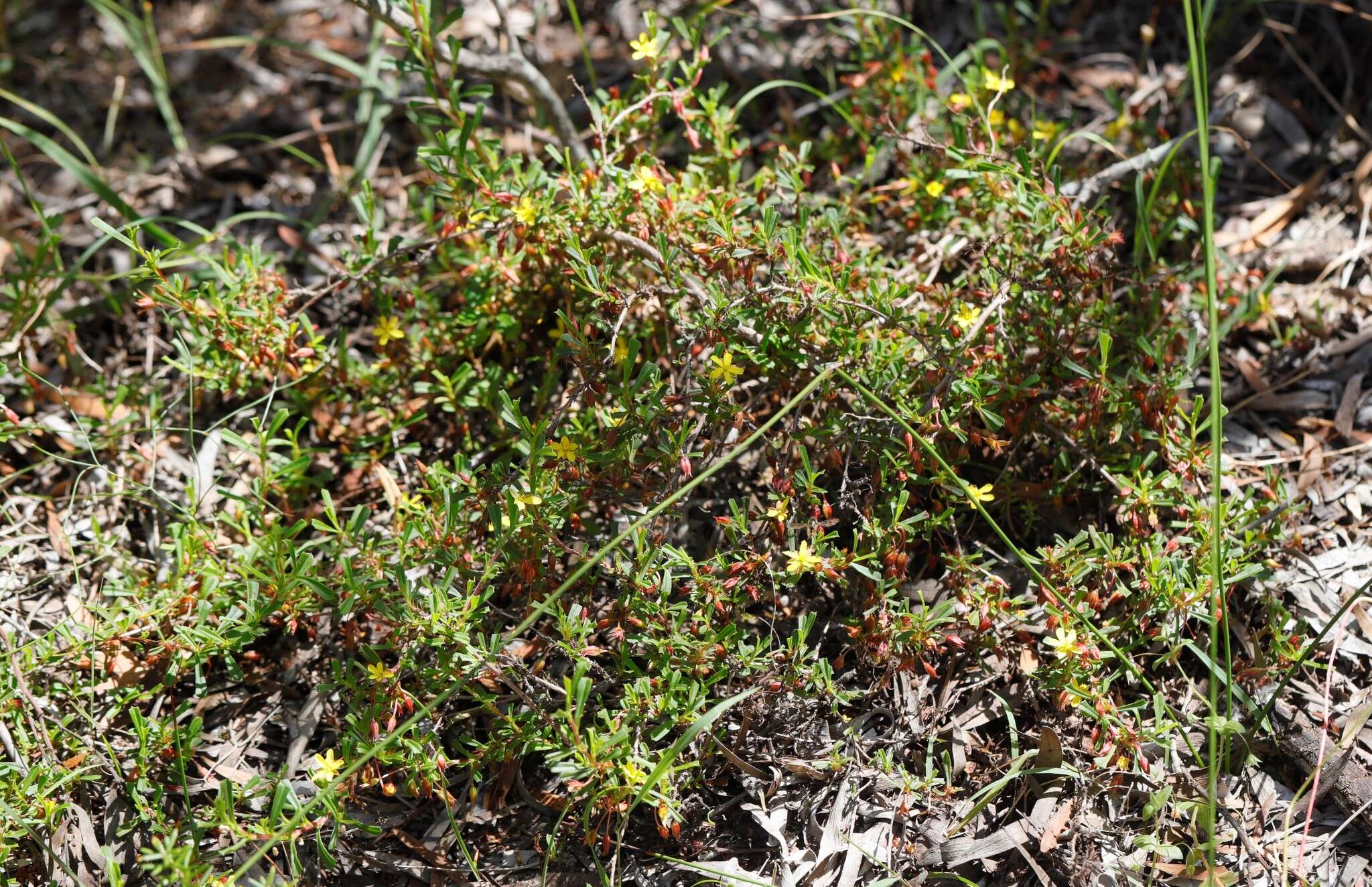 Image of Hibbertia racemosa (Endl.) Gilg