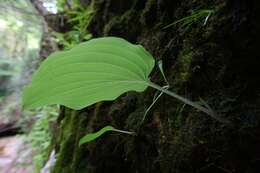 Image of Hosta hypoleuca Murata