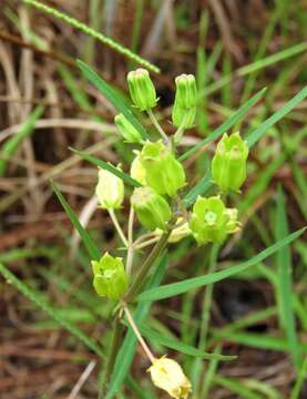 Image of Savannah Milkweed